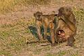 074 Botswana, Chobe NP